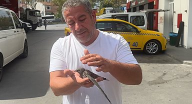 Beyoğlu'nda taksici bitkin halde bulduğu ebabil kuşunu korumaya aldı