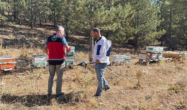 Beyşehir'de arılı kovan sayımları yapılıyor