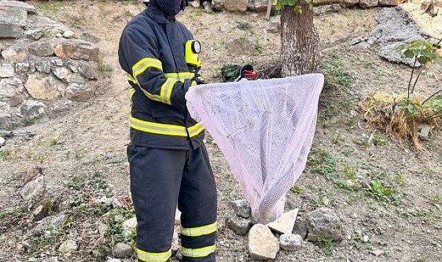 Bilecik'te caddede yakalanan 'oluklu kertenkele' doğaya salındı