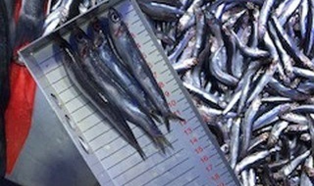 Bilecik'te perakende balık satış yerleri denetlendi