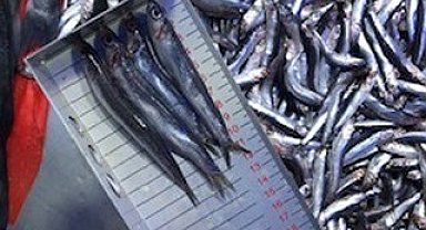 Bilecik'te perakende balık satış yerleri denetlendi