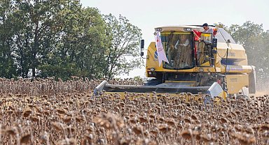 Bilecik'te ayçiçeği hasadı rekor kırdı
