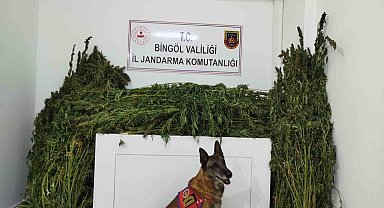 Bingöl'de 91 kilo esrar ele geçirildi