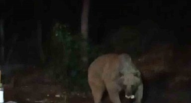 Bingöl'de şantiye alanına inen ayı karnını doyurdu... O anlar kamerada