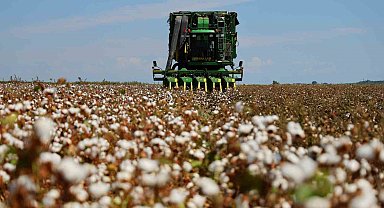 Bir dönemin beyaz altını, pamukta hasat başladı