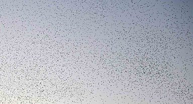 Bitlis semalarında binlerce kuş adeta dans etti