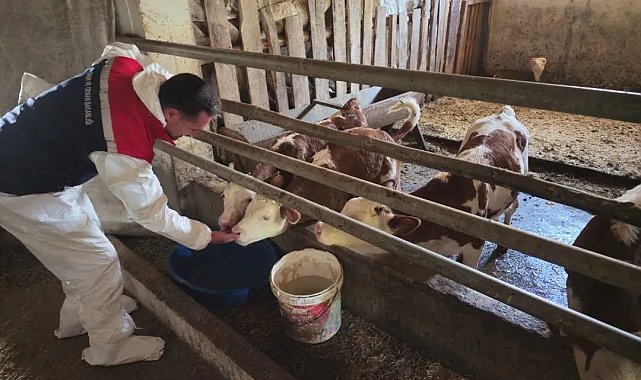 Bitlis'te aşılama çalışmaları devam ediyor