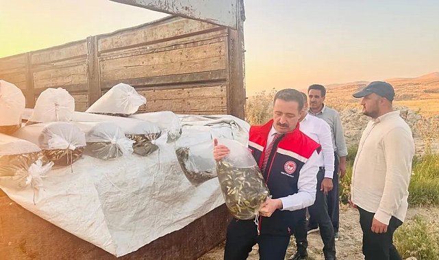 Bitlis'te Aygır ve Nazik göllerine 3 milyon 895 bin sazan balığı yavrusu bırakıldı