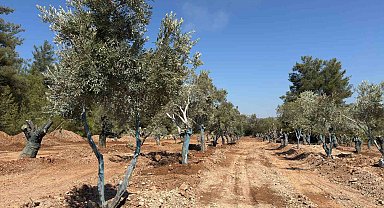 Bölge halkı taşınan zeytinleri yerinde gördü