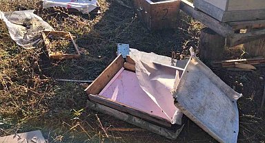 Bolu'da aç kalan ayı arı kovanlarını parçaladı