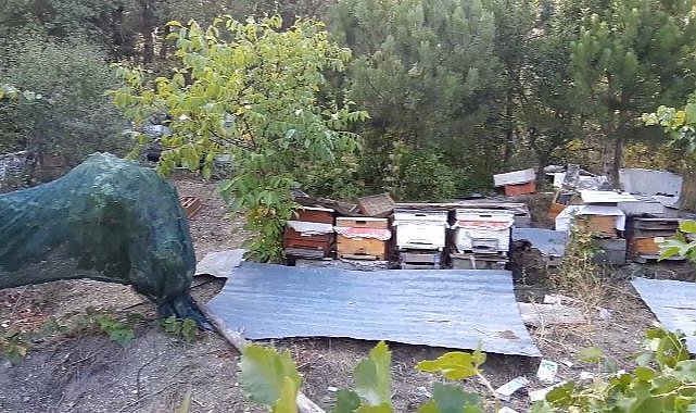 Bolu'da ayılar köylünün kabusu oldu: Düzenekle ayı kovalıyorlar