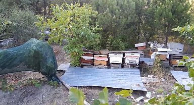 Bolu'da ayılar köylünün kabusu oldu: Düzenekle ayı kovalıyorlar