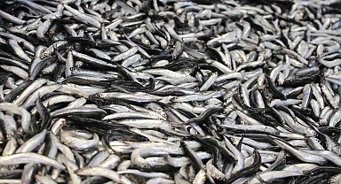 Bolu'da hamsi kilosu 200 liradan tezgahlarda yerini aldı