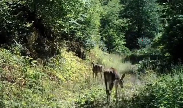 Bolu'da nadir görülen kızıl geyikler görüntülendi