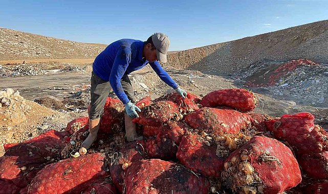 Boş araziye dökülen tonlarca soğanı vatandaşlar evlerine götürdü