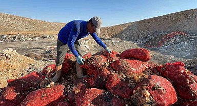 Boş araziye dökülen tonlarca soğanı vatandaşlar evlerine götürdü