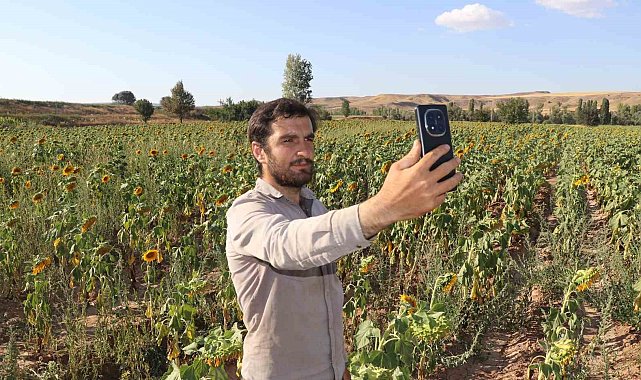 Boynunu eğen günebakanlar, hasat için gün sayıyor