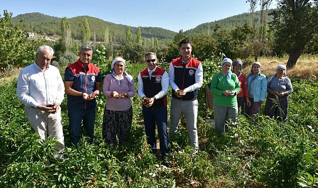 Bozdoğan'da turşuluk biber hasadı gerçekleştirildi