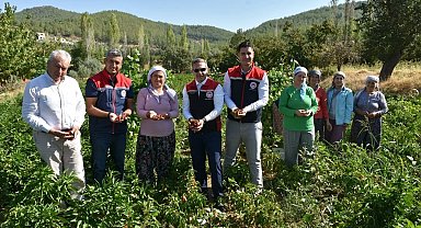 Bozdoğan'da turşuluk biber hasadı gerçekleştirildi