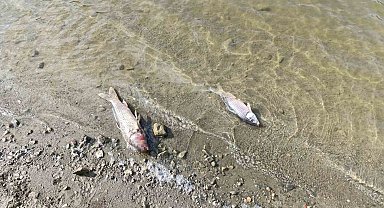 Burcun Göleti'nde balık ölümleri