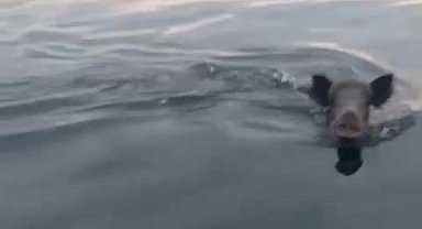 Bursa Mudanya açıklarında yüzen domuz sürprizi