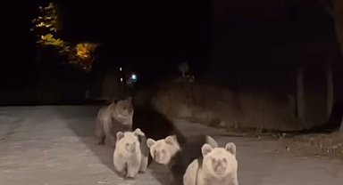 Bursa Uludağ Milli Parkı'nda ilginç karşılaşma