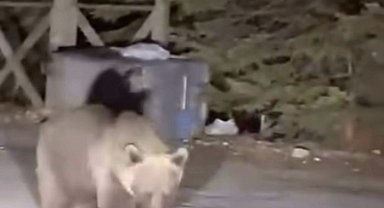 Bursa Uludağ'da koca ayıyı ekmekle beslediler