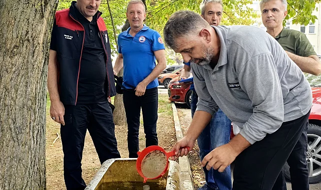 Bursa'nın su kaynaklarına 2,2 milyon sazan balığı bırakılacak