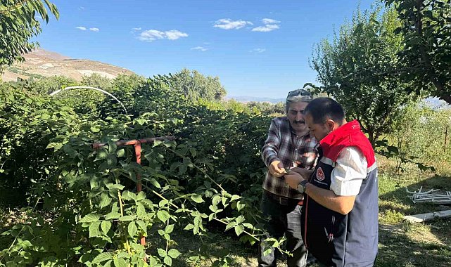 Büyük Çakırman köyündeki böğürtlen üretimi yerinde incelendi