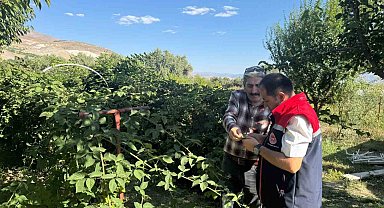 Büyük Çakırman köyündeki böğürtlen üretimi yerinde incelendi