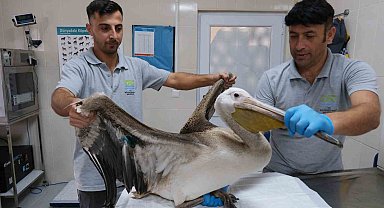 Büyükçekmece'de göç yolculuğunda yaralanan pelikana ilk müdahale yapıldı