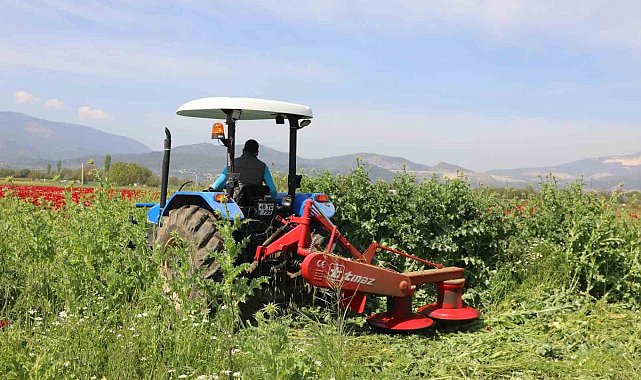 Büyükşehir'den üreticilere ücretsiz yem bitkisi tohumu desteği