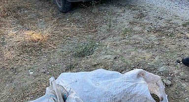 Çam fıstığı hırsızları jandarmaya yakalandı