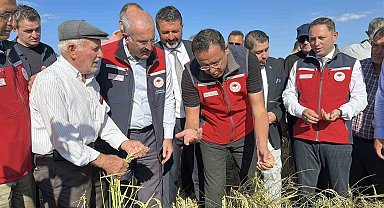 Çanakkale'de damla sulamayla yetiştirilen çeltiklerde hasat zamanı