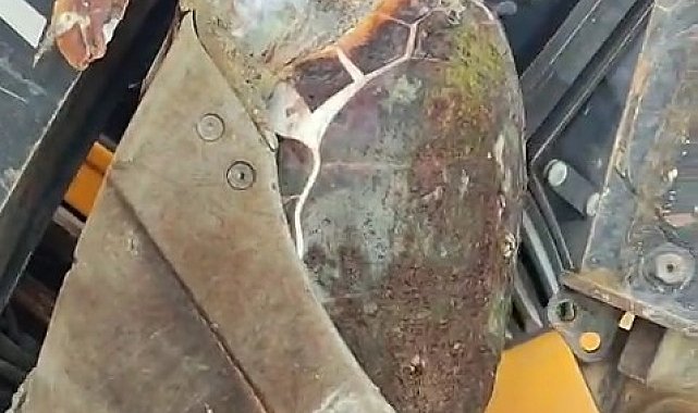 Çanakkale'de sahile ölü caretta caretta vurdu
