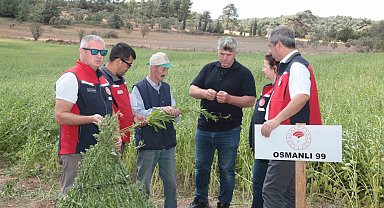 Çanakkale'de susam üretiminin arttırılması için kollar sıvandı, makineli üretim devreye girdi