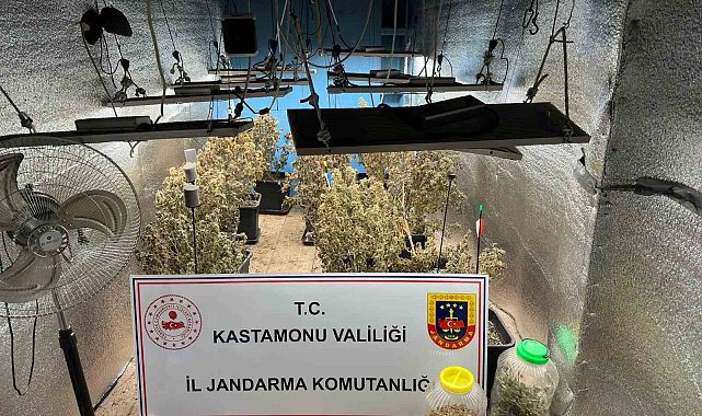 Çiftlik evlerini kenevir yetiştiren sanıklar tahliye edildi