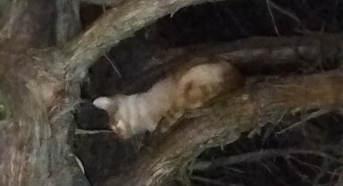 Çıktığı ağaçta mahsur kalan kediyi itfaiye kurtardı