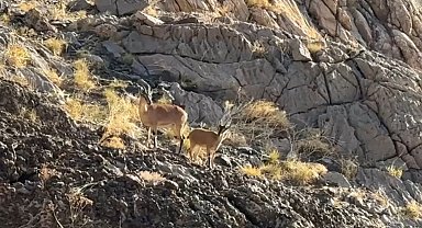 Cilo Dağı'nda doğaseverlere dağ keçisi sürprizi
