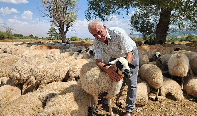 Çoban krizi büyüyor: Bir aylık ücret 130 bin TL'ye çıktı
