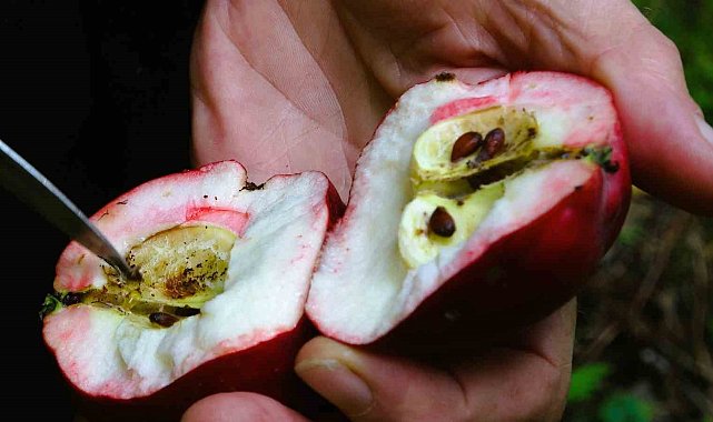 Coğrafi işaretli içi kırmızı elmada hasat zamanı