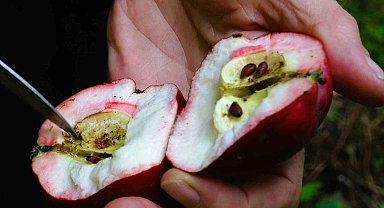 Coğrafi işaretli içi kırmızı elmada hasat zamanı