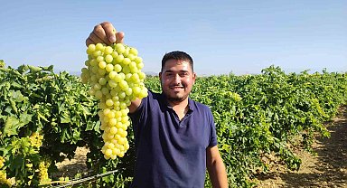 Coğrafi işaretli İsabey çekirdeksiz üzümünde hasat başladı