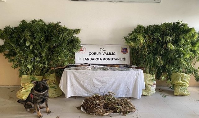 Çorum'da jandarmadan uyuşturucu tacirlerine operasyon: 2 tutuklama