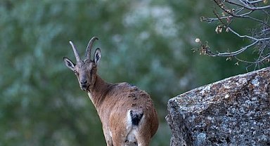 Dağ keçileri Munzur Dağlarına güzellik katıyor