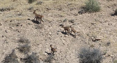 Dağ keçileri yerleşim alanına kadar geldi