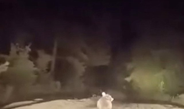 Dağ yolunda sürücüyle karşılaşan ayının panik anları