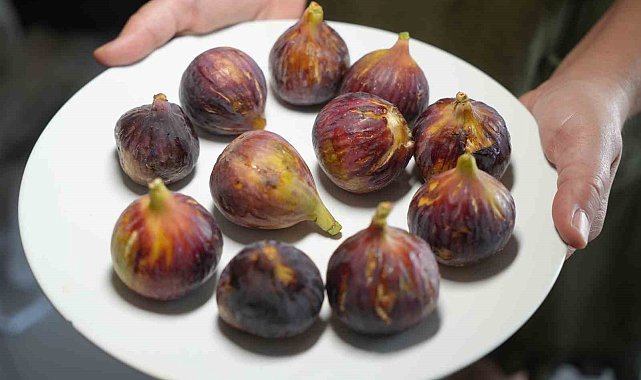 Daha sağlıklı yaşamak için inciri kabuğu ile yiyin