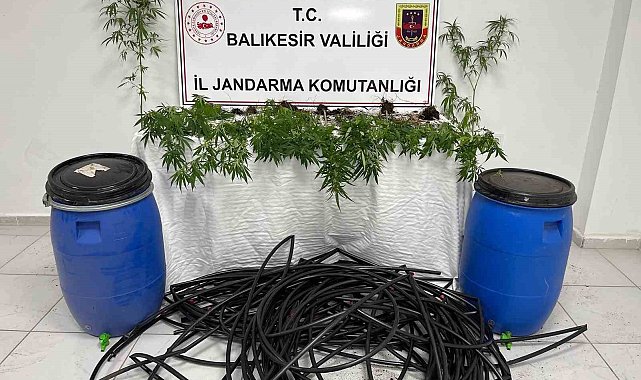 Damlama sulamalı kenevir tarlasına jandarma baskını