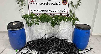 Damlama sulamalı kenevir tarlasına jandarma baskını